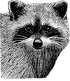 New Haven Raccoon Club Logo